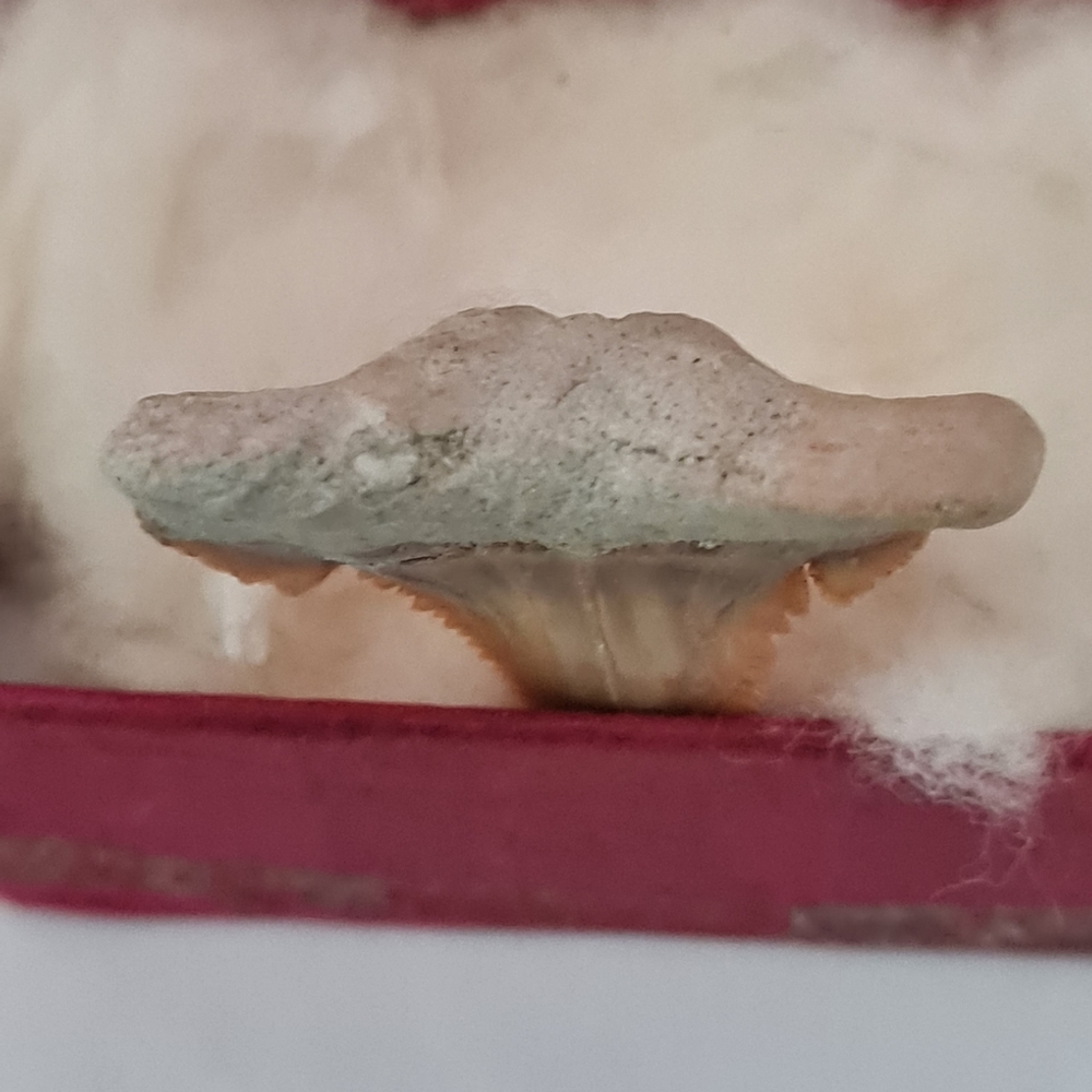Shark tooth - Picture 4 of 4